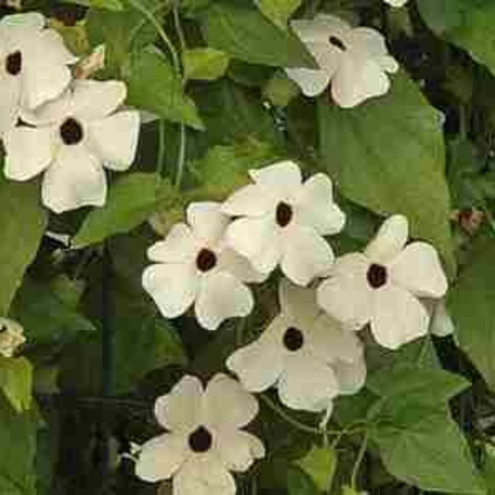 Thunbergia Alata wit 90 plant