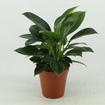 Philodendron oxypure plant