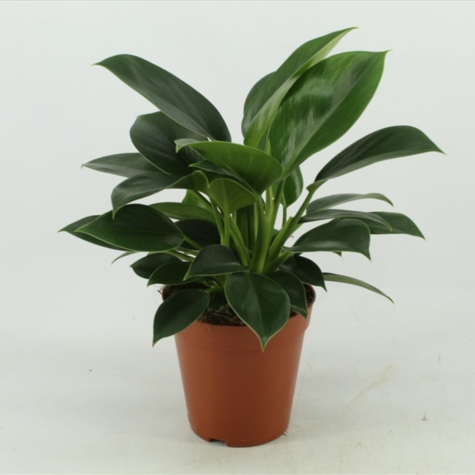 Philodendron oxypure plant