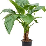 Alocasia Macrorrhiza  80cm plant