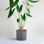 Alocasia Zebrina 60