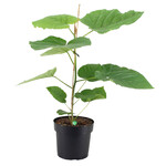 Ficus Umbellata plant