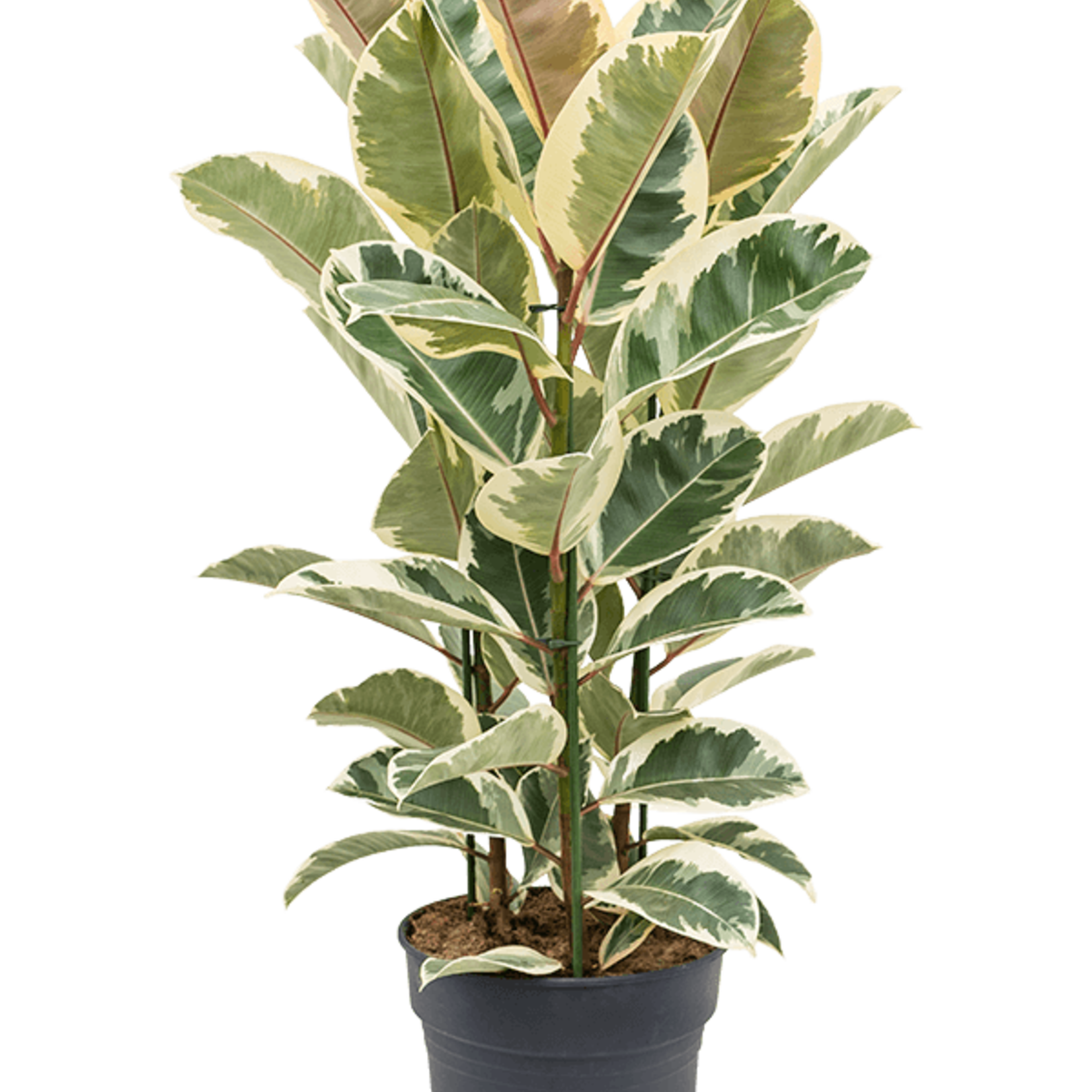 Ficus Elastica Tineke 110 plant