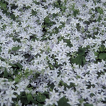 Campanula Port Ambella wit plant