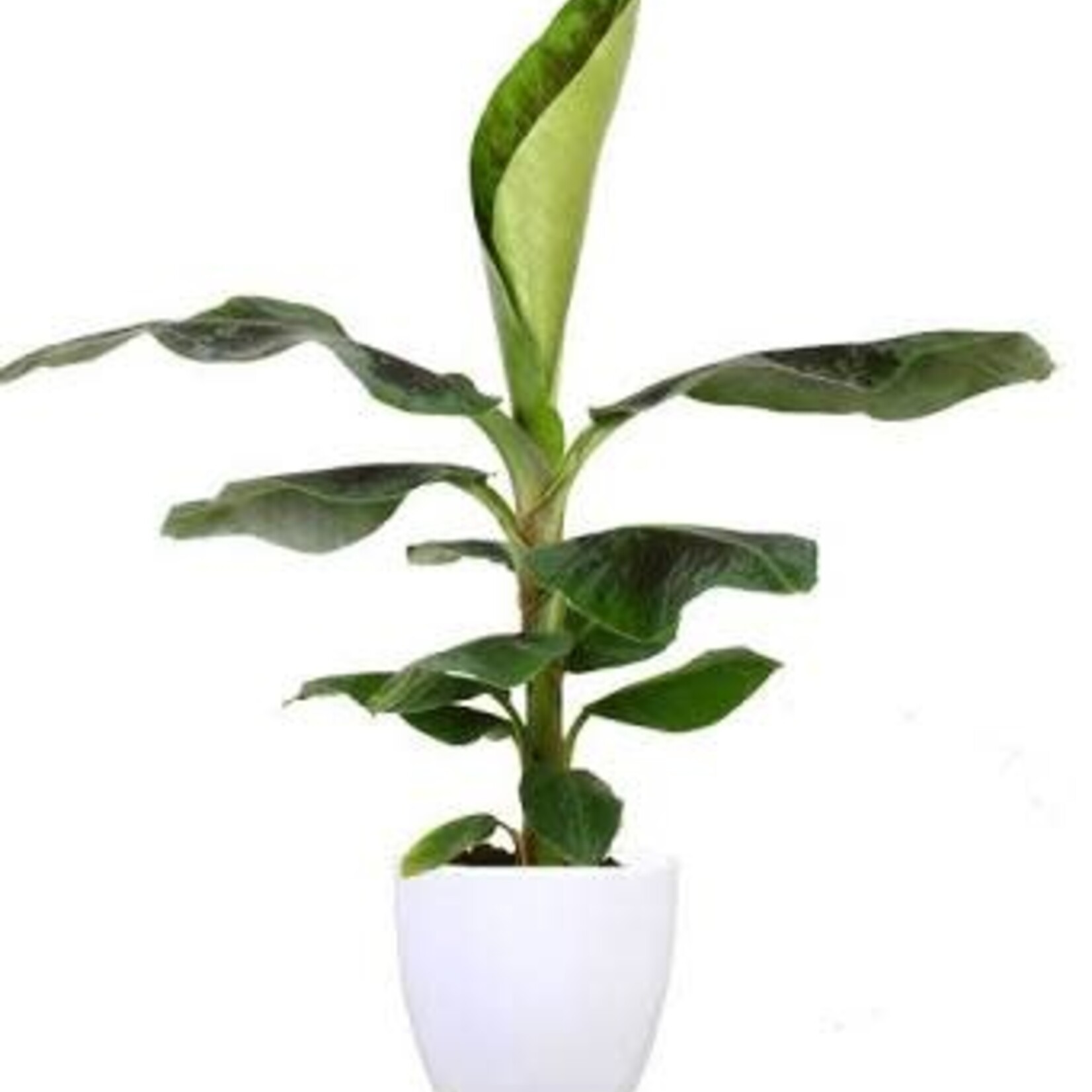 Musa DWARF 80 plant