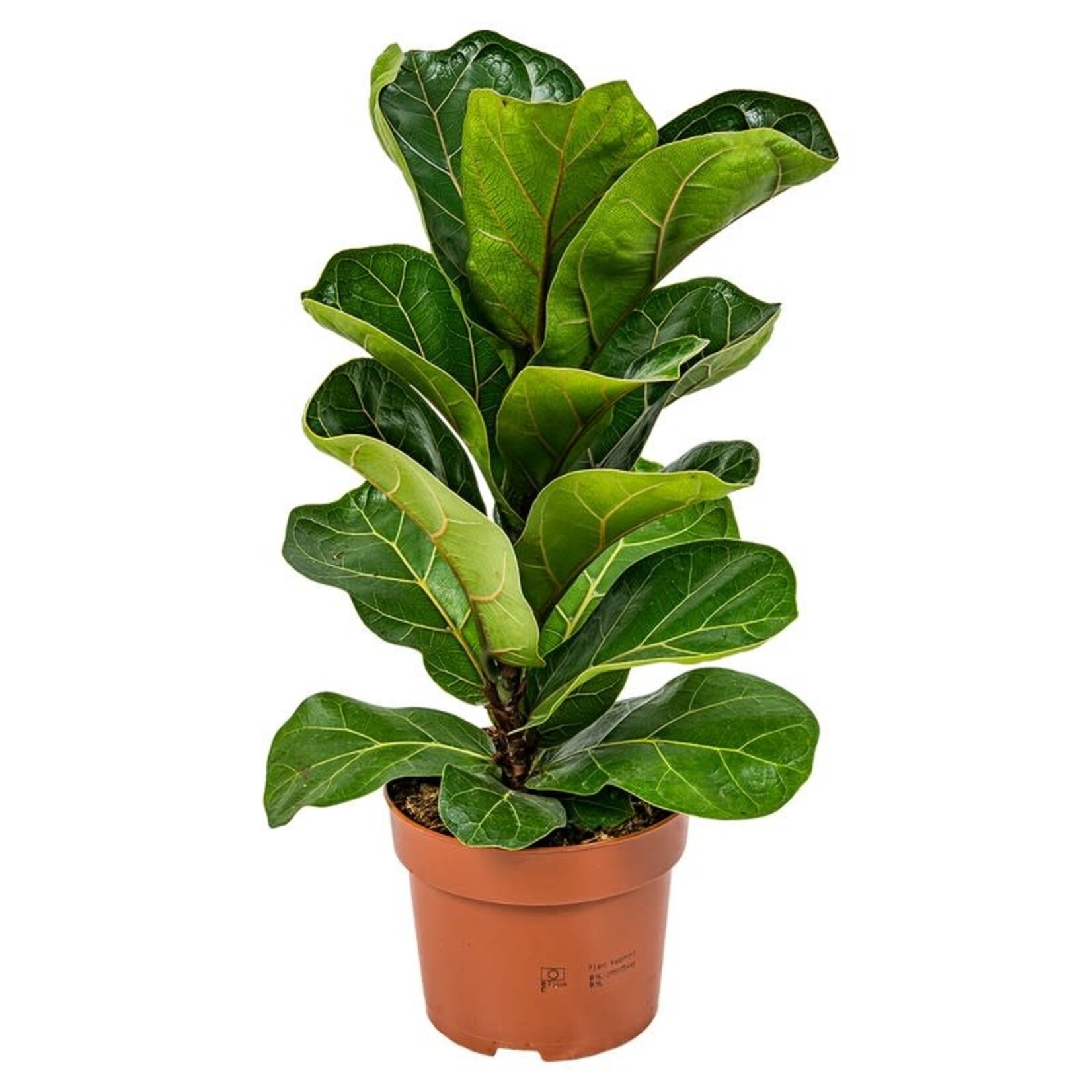 Ficus Lyrata 60 plant