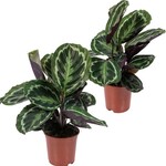 Calathea Medalion 75 plant