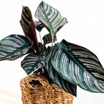 Calathea Ornata 50 plant