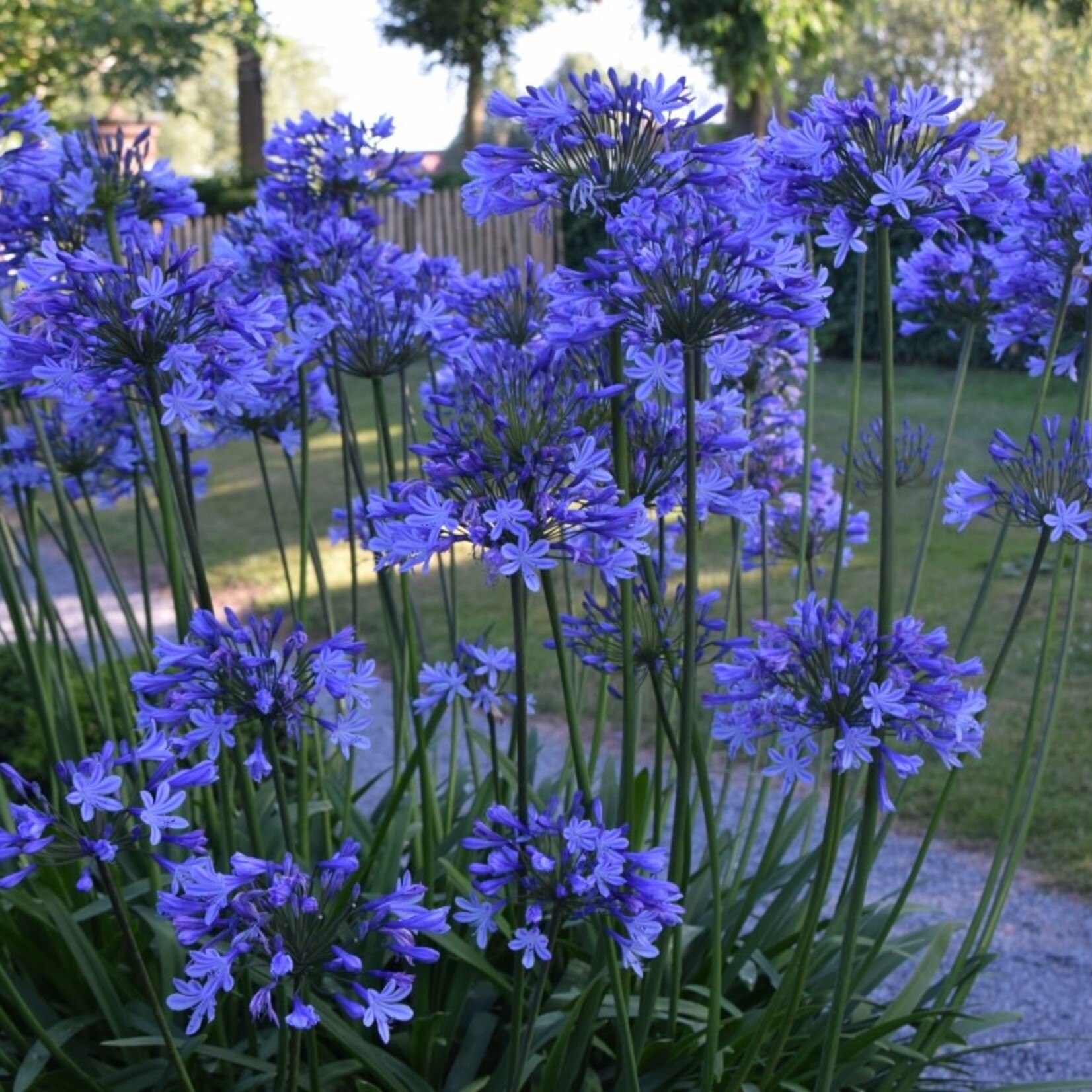 Agapanthus 65 plant