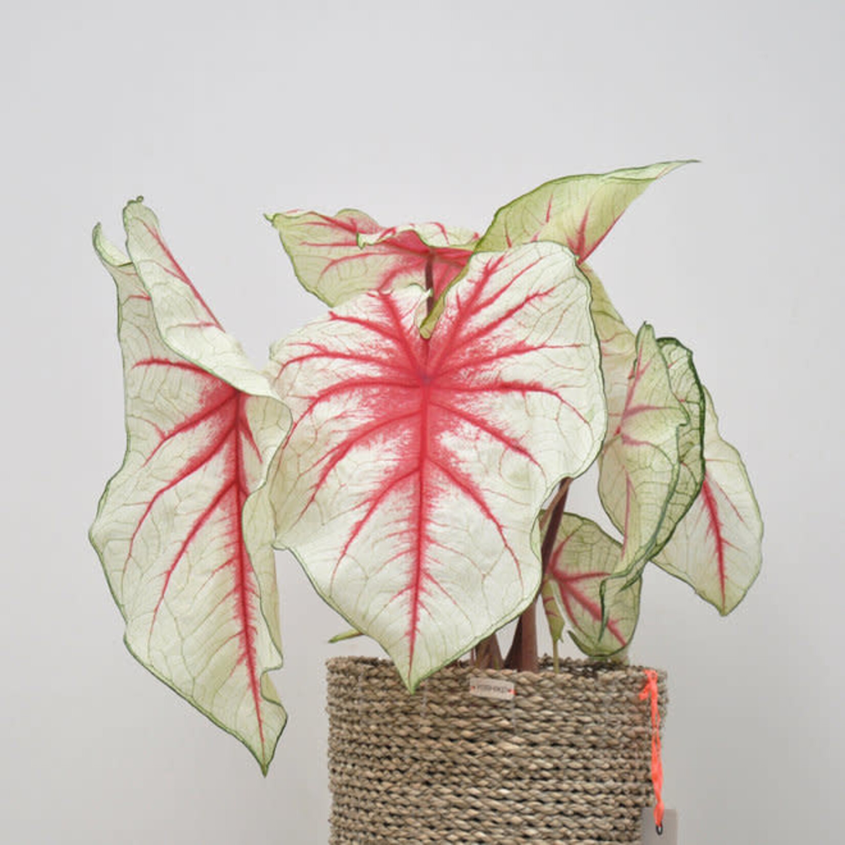 Caladium 35 plant