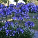 Agapanthus 50 plant