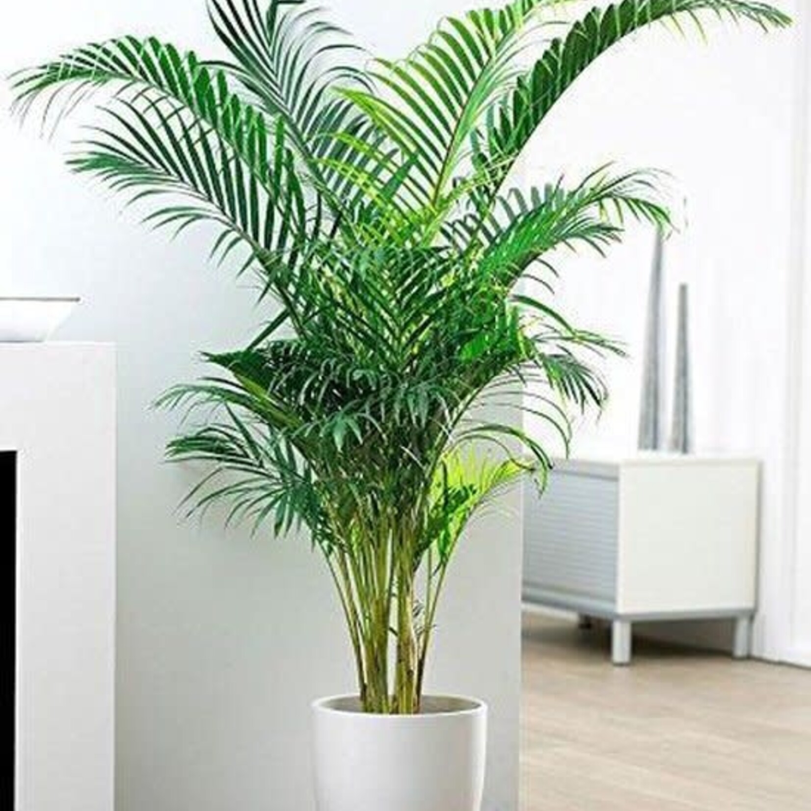 Areca 150 plant