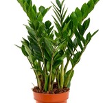 Zamioculcas 65 plant