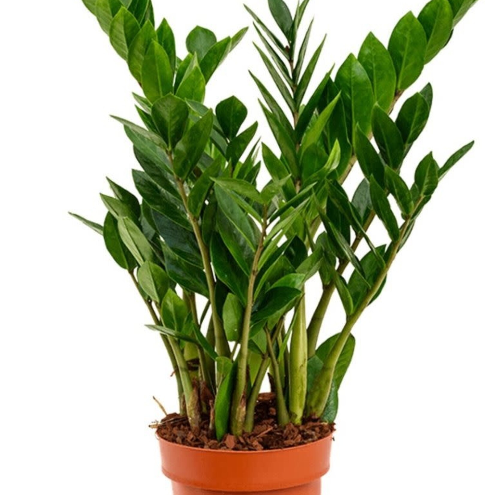 Zamioculcas 95 plant