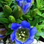Gentiana Blue Heart 20 Plant