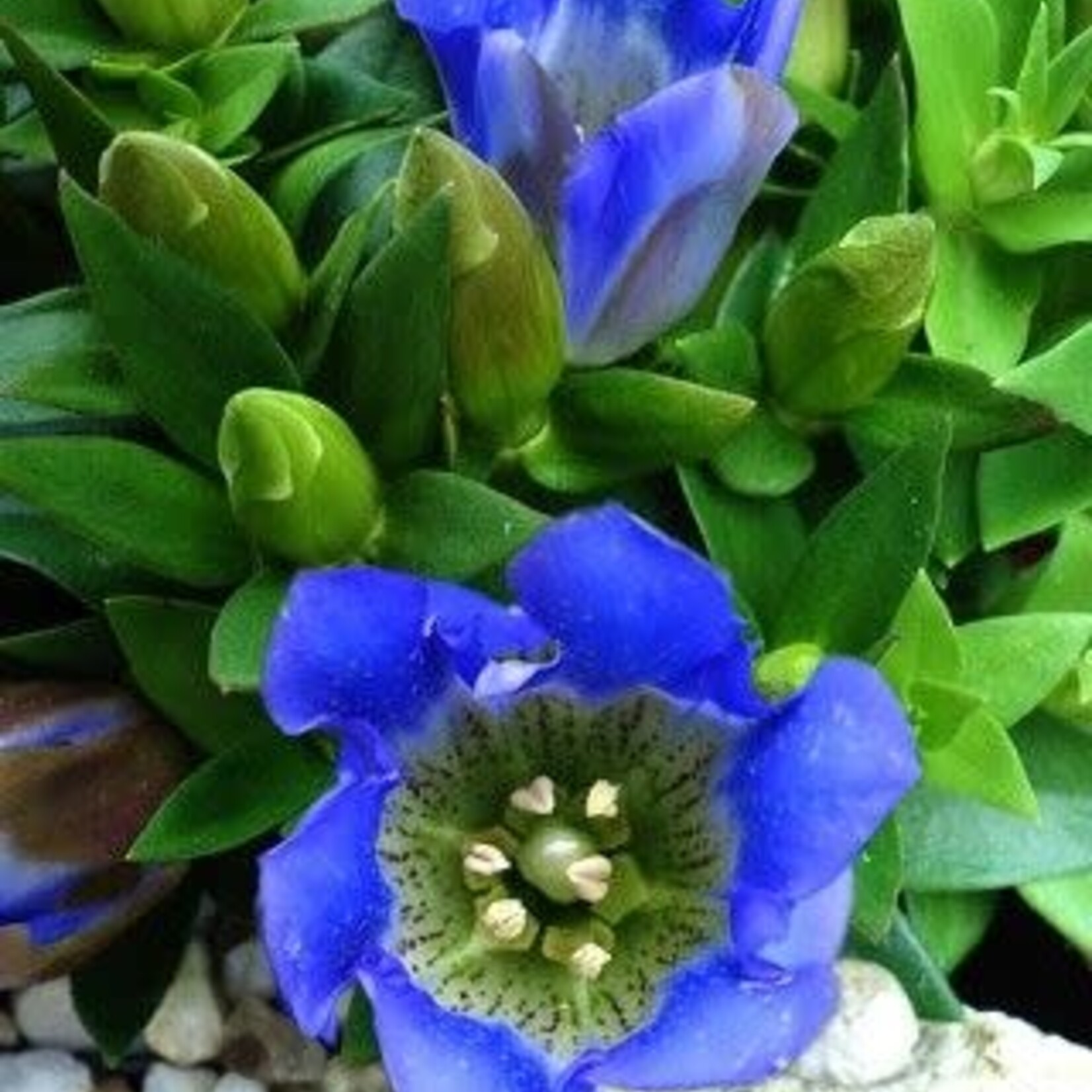 Gentiana Blue Heart 20 Plant