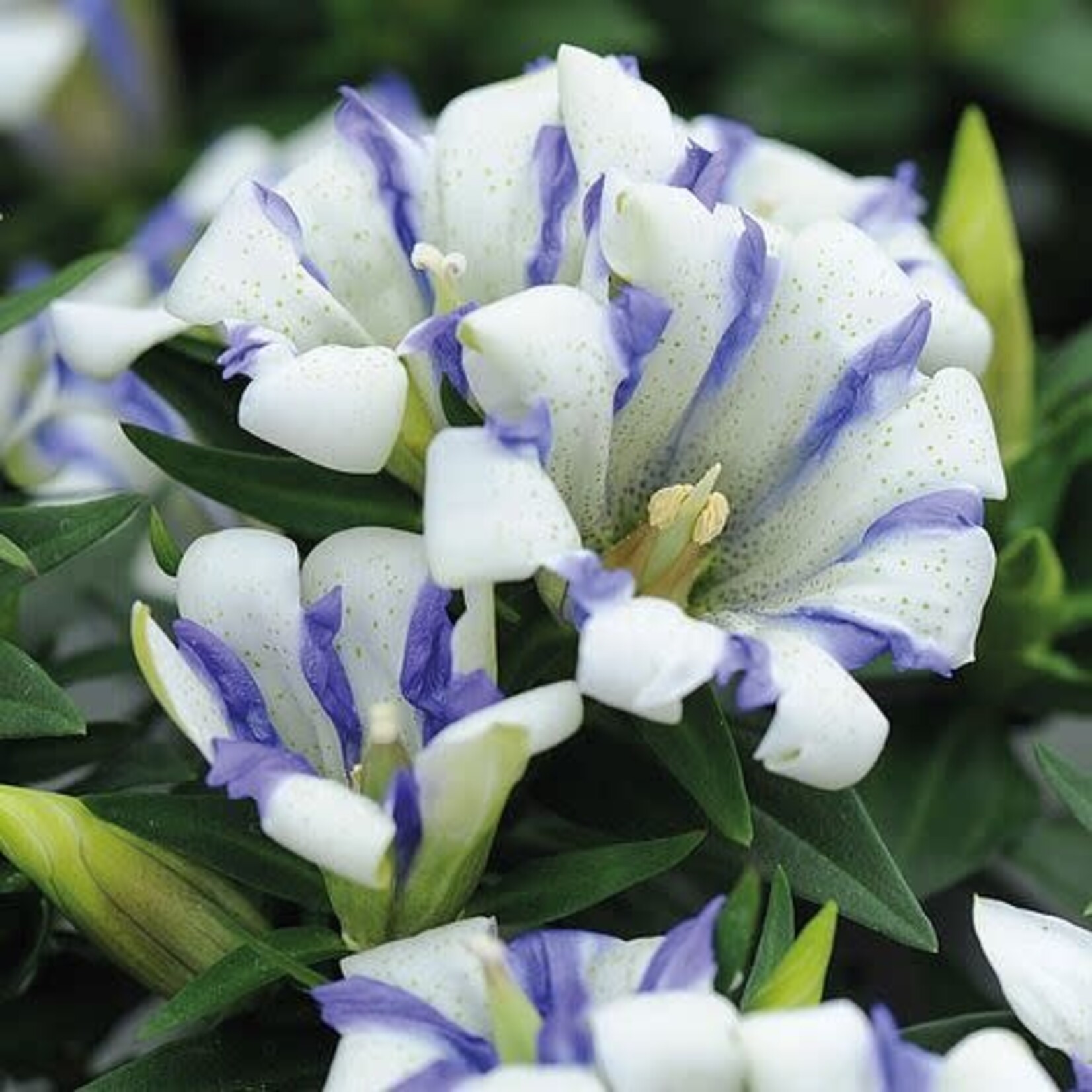 Gentiana Royal Stripes 20 Plant