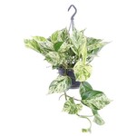 Epipremnum Marble Queen 20 plant