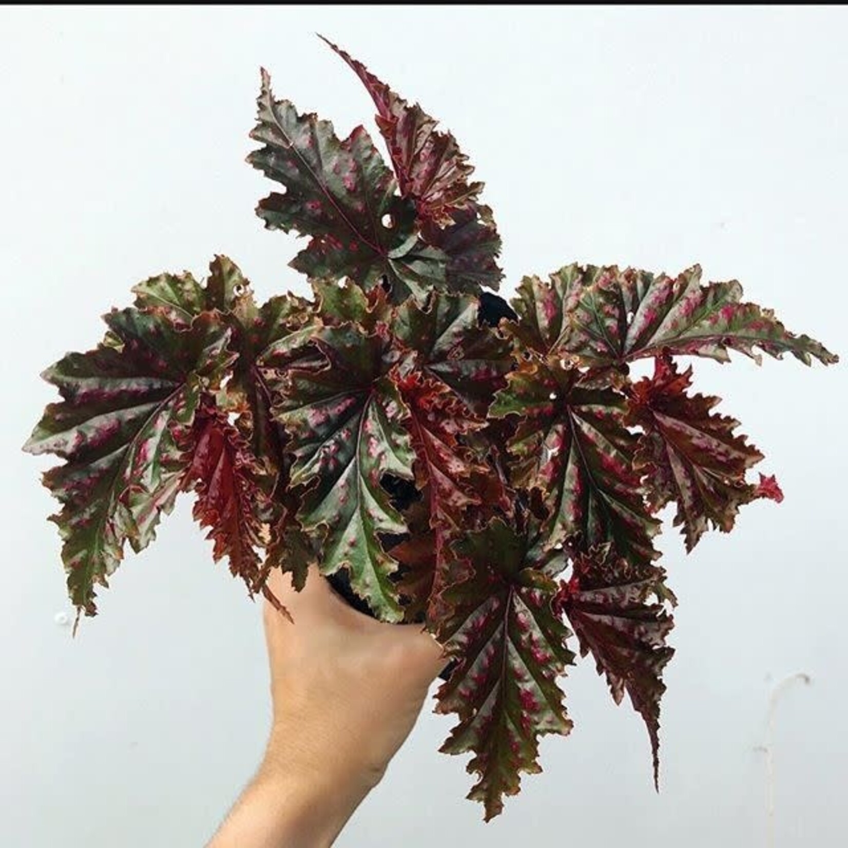 Begonia Serratipetal 30 plant