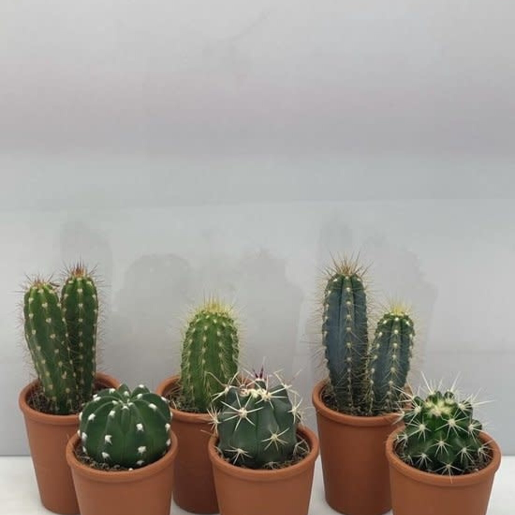 Cactus 15 plantenschaal plant