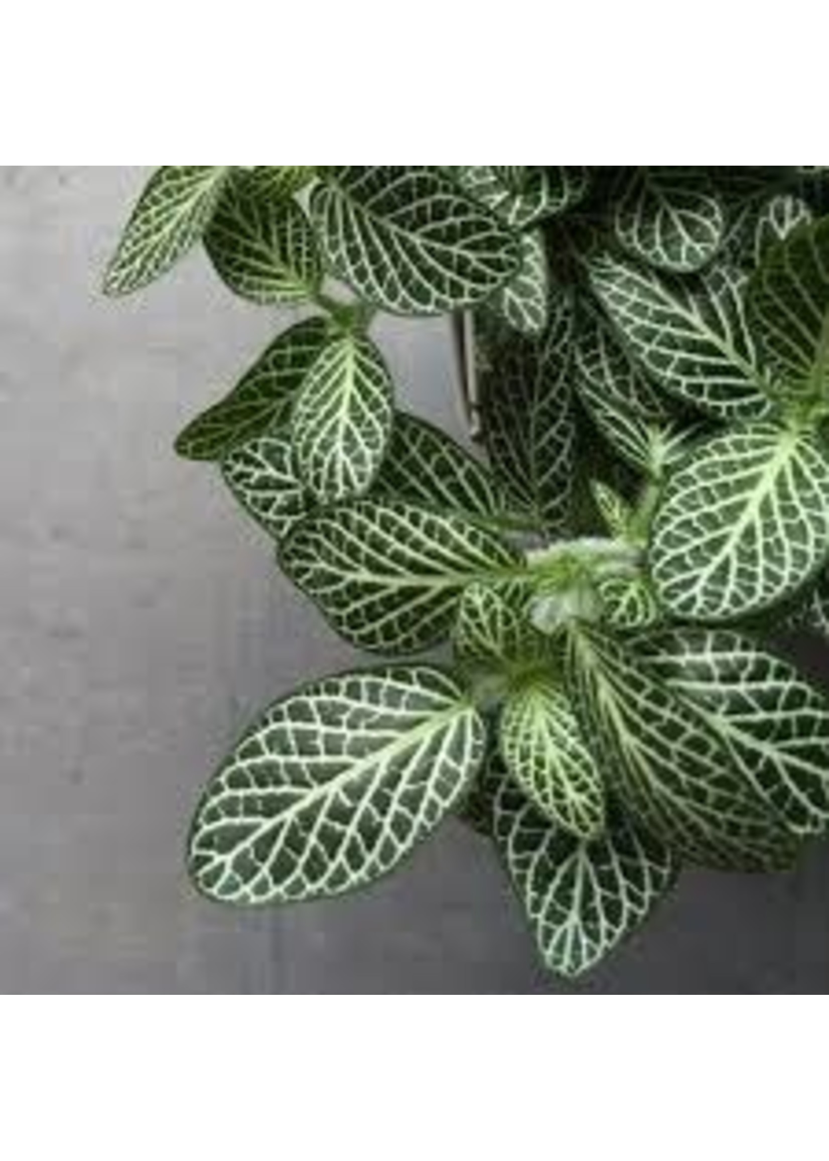 Fittonia kleinblad plant