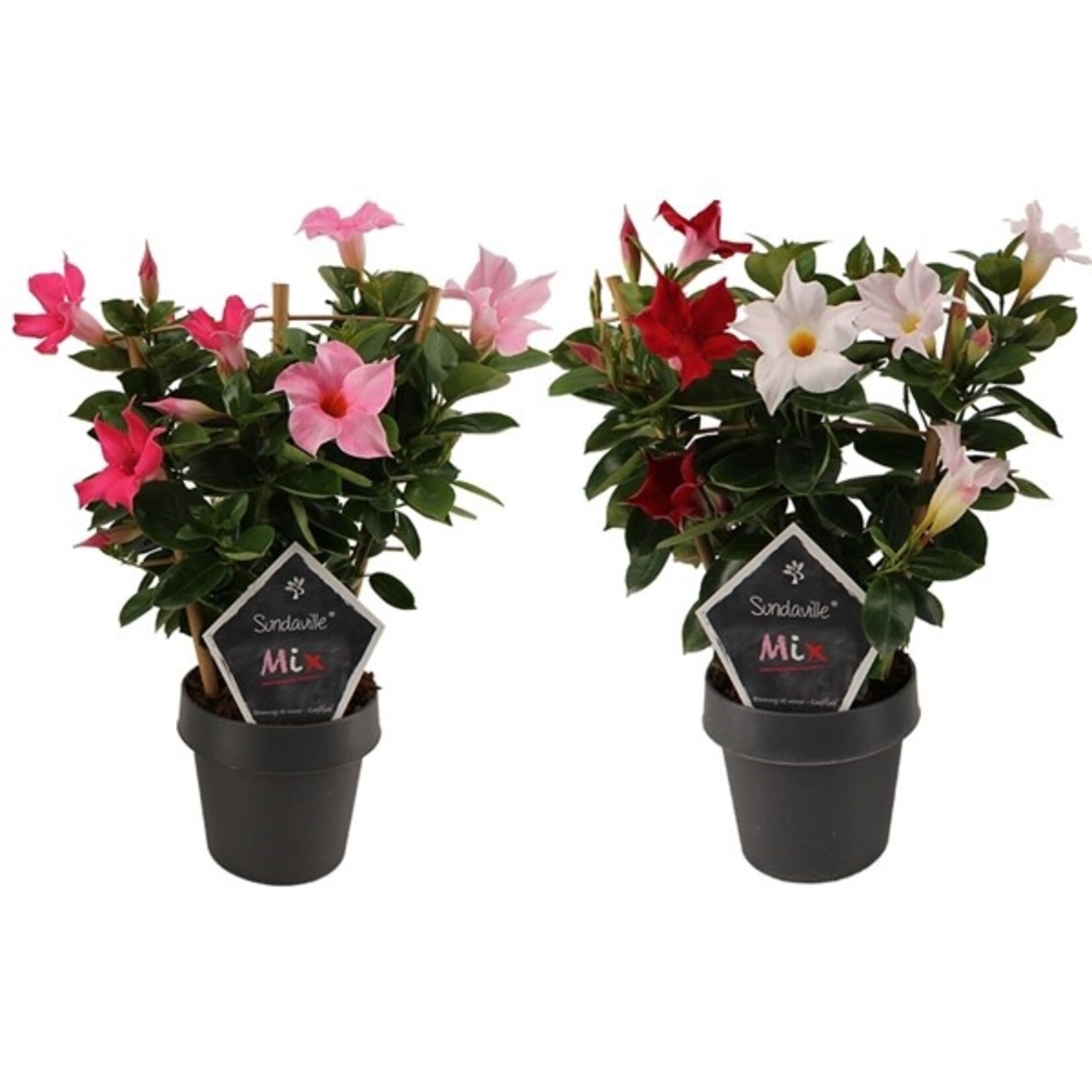 Mandevilla sundaville 25 plant