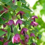 RHODOCHITON ATROSANGUINEU ROOD 70 PLANT