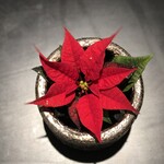 POINSETTIA MIRA RED