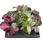 Calathea 20 plant