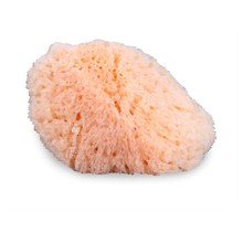 Natural Sea Sponge