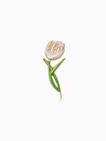 Tulip - Pure Love
