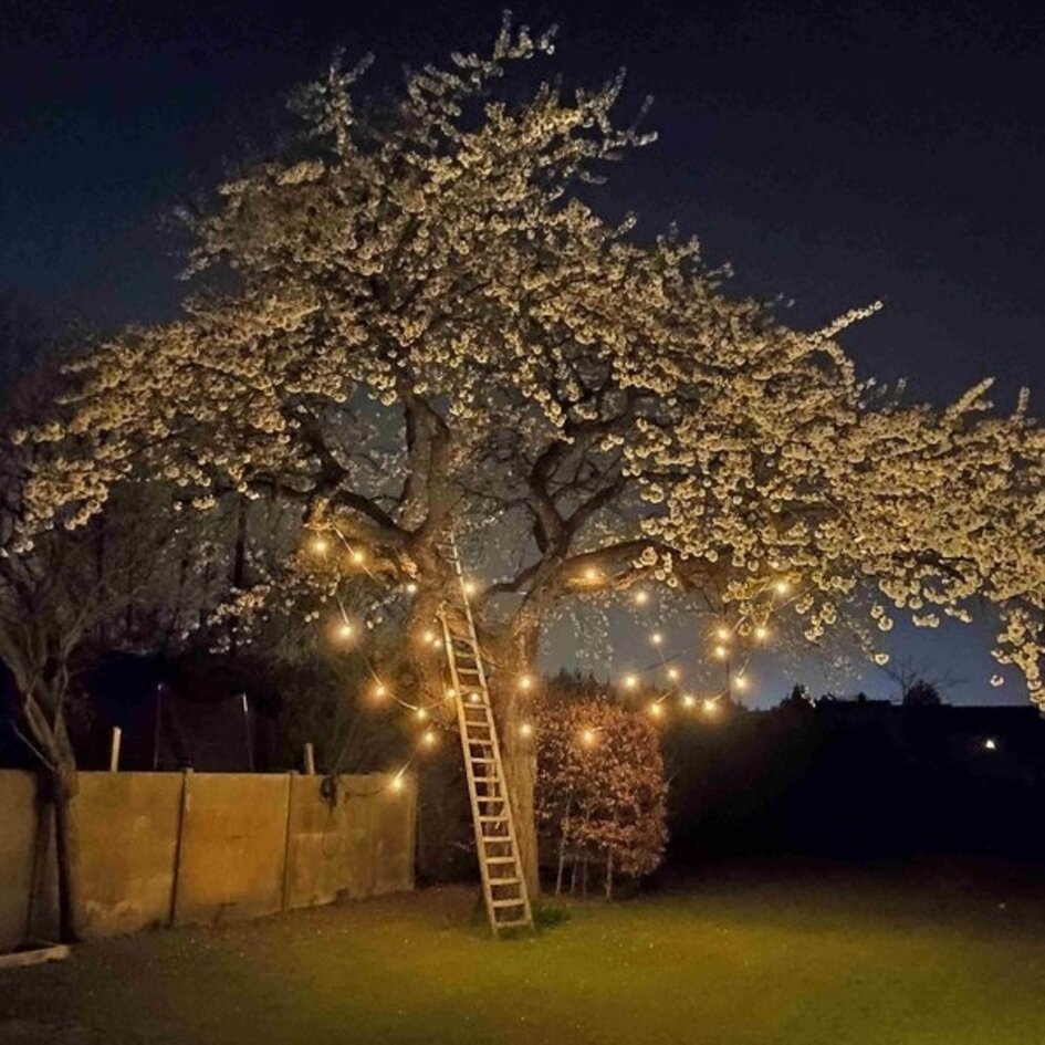 E27 LED-kronepære, filament med ravfarvet glas - 2,5, 4,5, 7 el. 10 watt / 2000K / Ø60 / dæmpbar