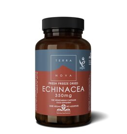 Terranova Echinacea