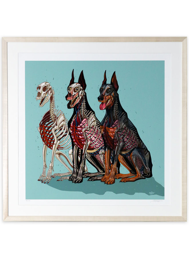 NYCHOS - Dobermann Anatomy