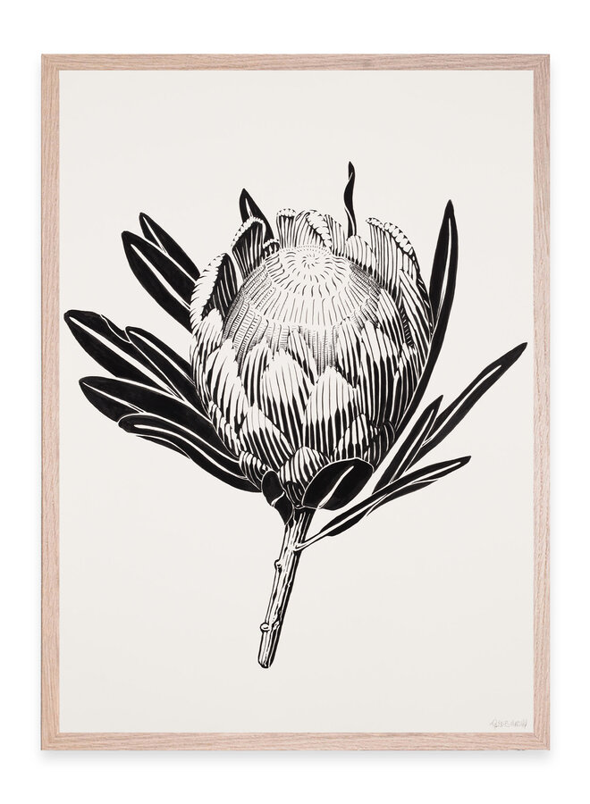 Tyler B. Murphy - Protea I