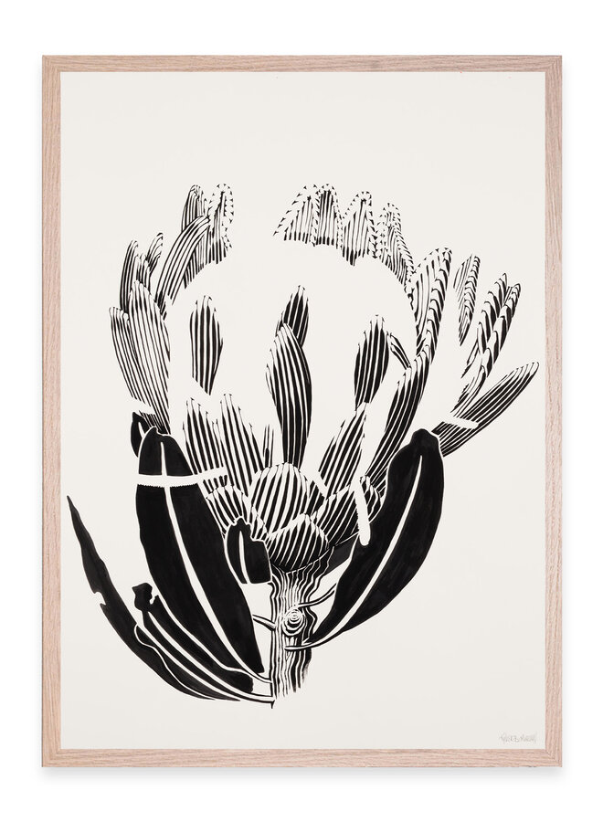 Tyler B. Murphy - Protea II