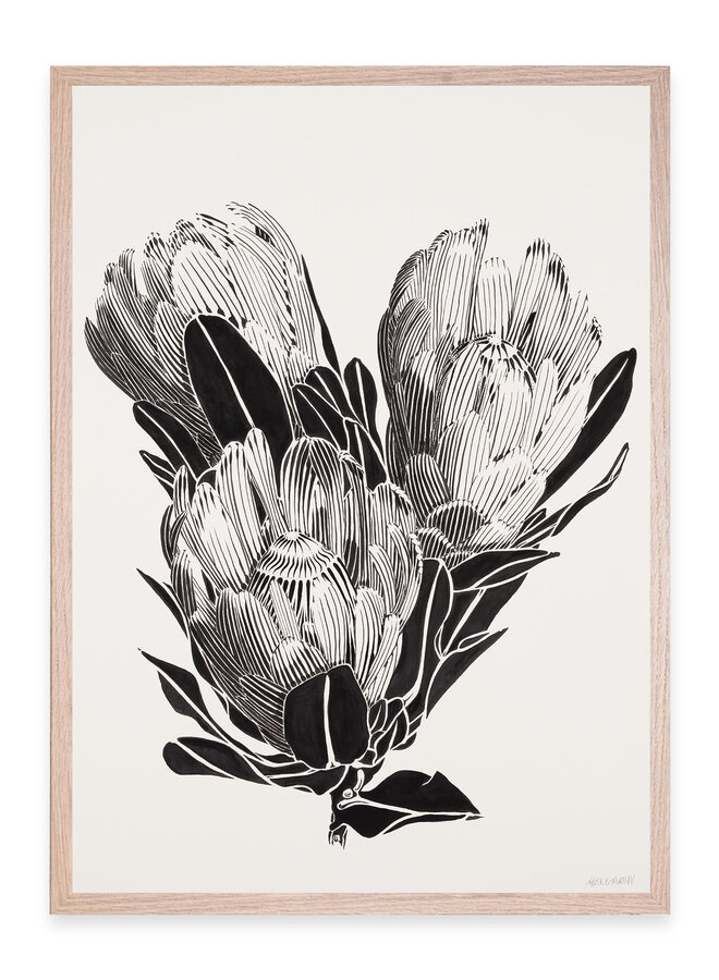 Tyler B. Murphy - Protea IIII