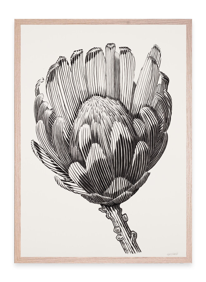 Tyler B. Murphy - Protea IV