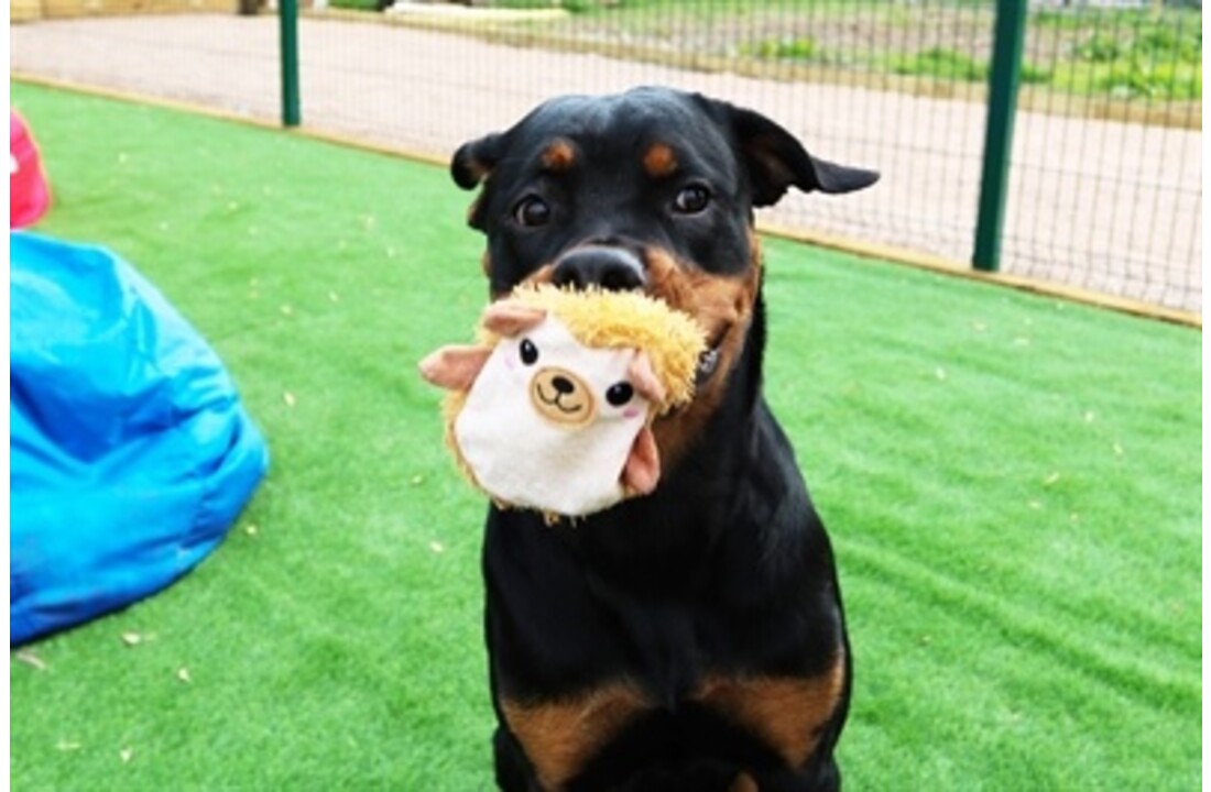 Happy pet hogster egel roze
