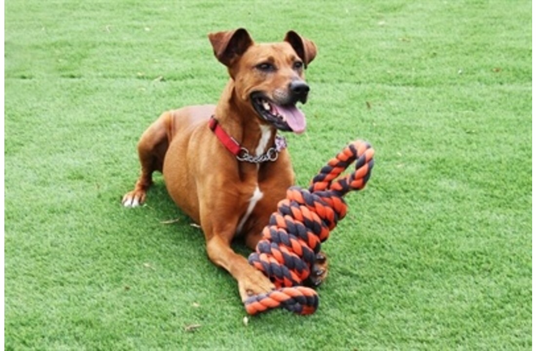 Happy pet nuts for knots extreme spoel 8 vorm tugger grijs / oranje