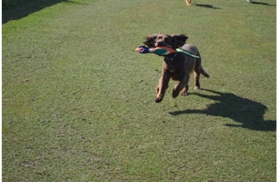 Happy pet gaudy game fazant