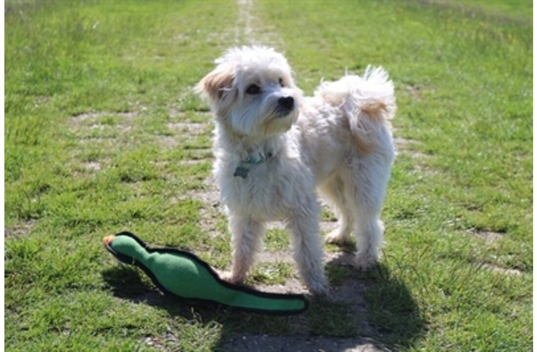 Happy pet gaudy game fazant