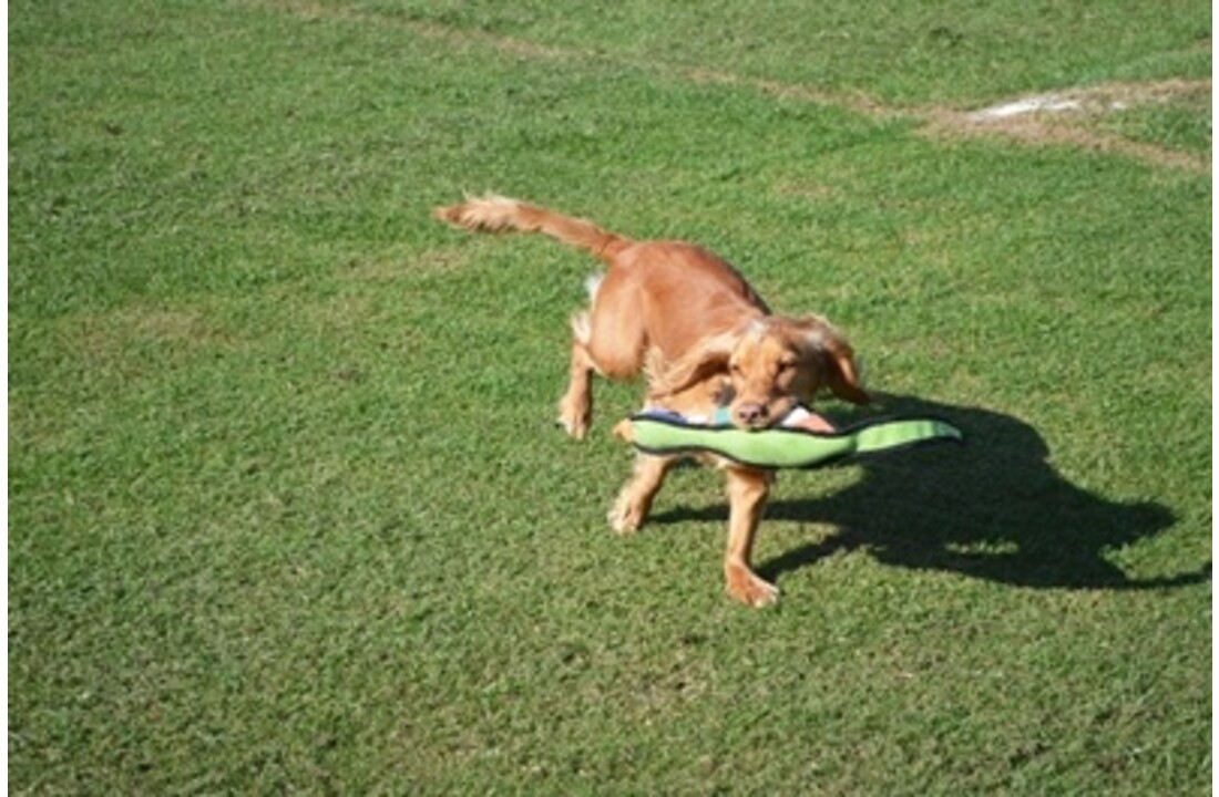 Happy pet gaudy game fazant