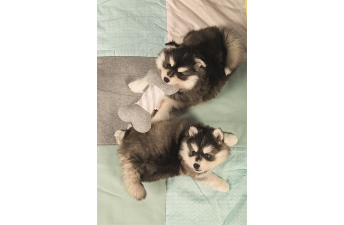 Beeztees puppy hondendeken plaid quilty