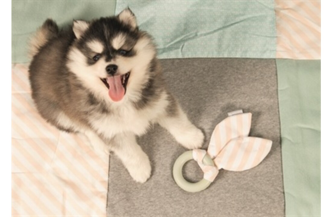 Beeztees puppy hondendeken plaid quilty