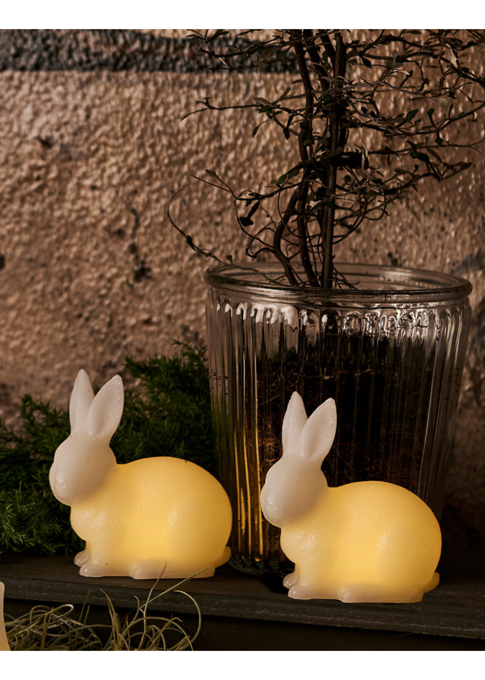 Sirius Elin Rabbit