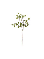 House Doctor Branch - Eucalyptus