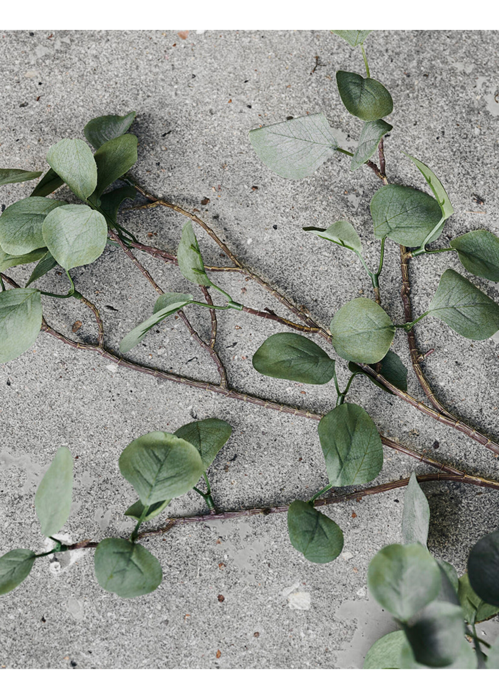 House Doctor Branch - Eucalyptus