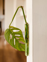 Walleaf Muurbloempjes 1-pack - green