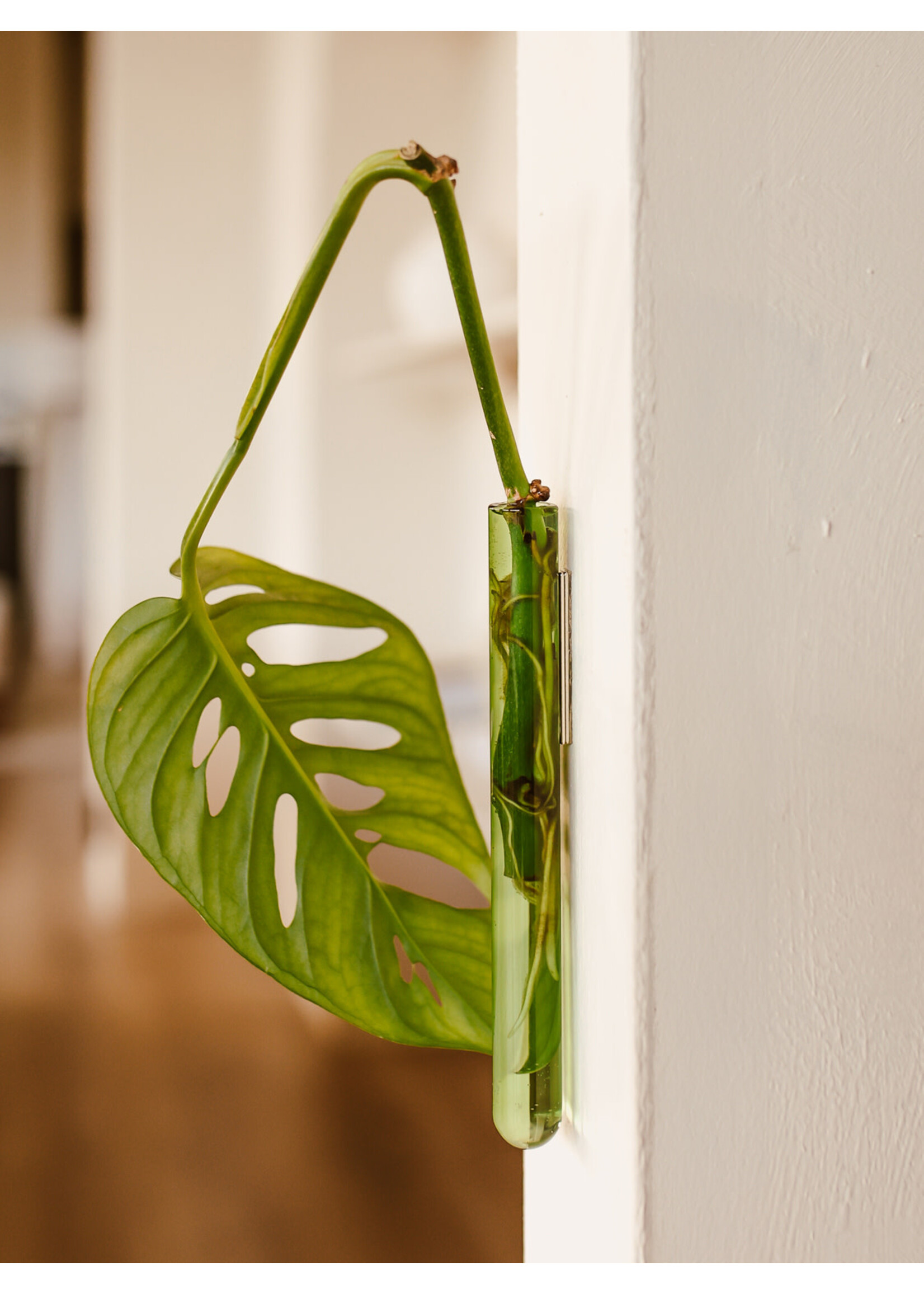 Walleaf Muurbloempjes 1-pack - green